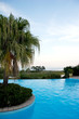 Palme am Pool