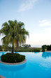 Palme am Pool