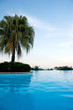 Palme am Pool