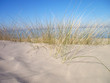 Seegras in den Dünen