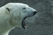 brüllender Eisbär
