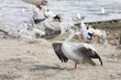 pélican