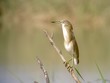 squacco heron (Ardeola ralloides)