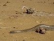 Python sebae, African Rock Python