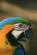 Close up of an exotic amazonian macaw 