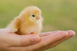Hand of a person caring for a small chicken