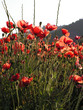 coquelicots