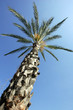 Palmenbaum