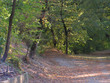 sous-bois