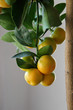 Citrus Mitis