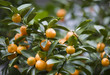 Branches of citrus tree with tangerines