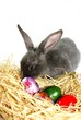 hase