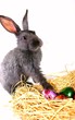 hase