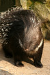 Stachelschwein