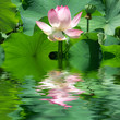 reflets de lotus reflets de lotus