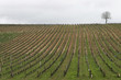 Vignes