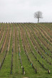Vignes