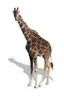 girafe