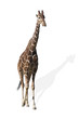 girafe