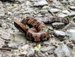 Western Cottonmouth (Agkistrodon piscivorus leucostoma)