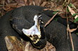 Western Cottonmouth (Agkistrodon piscivorus leucostoma)
