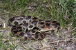Western Fox Snake (Pantherophis vulpinus)