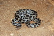 Western Fox Snake (Pantherophis vulpinus)
