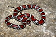 Red Milk Snake (Lampropeltis triangulum syspila)