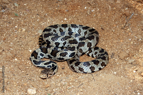 Photo: Western Fox Snake (Pantherophis vulpinus) Western Fox Snake (Pantherophis vulpinus)