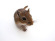 souris en marche