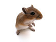 souris debout