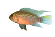 Apistogramma sp. Nanay isolated over white background