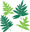 Hawaiian Ferns