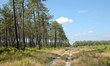 forêt landaise 1