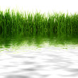 flore aquatique