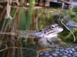 Frosch