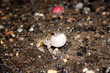 Grey Treefrog (Hyla versicolor / Hyla chrysoscelis)