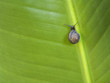 escargot sur une feuille