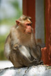 Mysore05