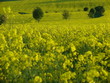 gelbe Auszeit 1