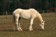 Cavallo 03