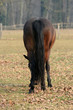 Cavallo 04
