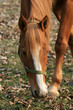 Cavallo 09