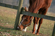 Cavallo 10