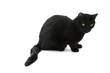 Image : Black cat