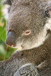 Closeup of a koala..