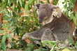 Koala in a tree..
