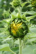 Closed sunflower bud, ready to open ..