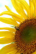 Section of a sunflower with a bee at work..