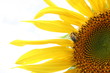 Section of a sunflower petals on a white background..